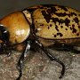 Dynastes tityus.  Mira los hermosos cuernos en su cabeza y tórax.  Foto por Art Evans.